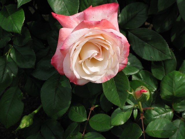  photo GeminiIMG_0410640wide_zps0203dc5b.jpg